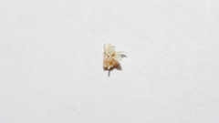 Cuscuta psorothamnensis