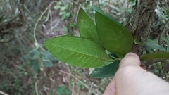 Sebastiania commersoniana