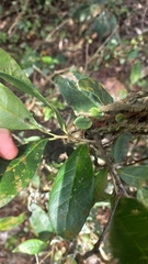 Sebastiania commersoniana