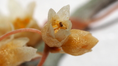 Cuscuta psorothamnensis