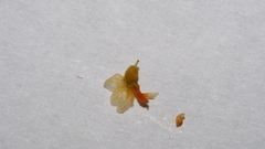 Cuscuta psorothamnensis