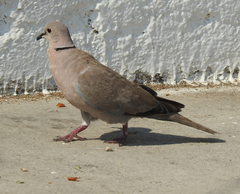 Streptopelia decaocto