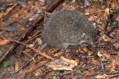 Antechinus mimetes