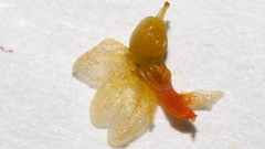 Cuscuta psorothamnensis