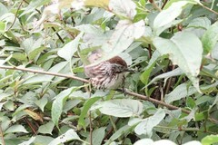 Pterorhinus lanceolatus