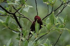 Carpodacus vinaceus