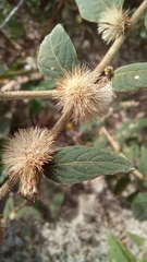 Lepidaploa chamissonis