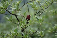 Carpodacus vinaceus