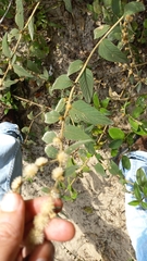 Lepidaploa chamissonis