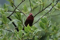Carpodacus vinaceus