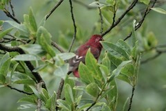 Carpodacus vinaceus