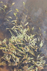 Potamogeton alpinus