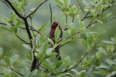 Carpodacus vinaceus