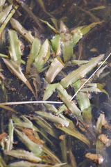 Potamogeton alpinus