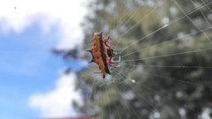 Gasteracantha taeniata