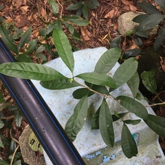 Osmanthus matsumuranus