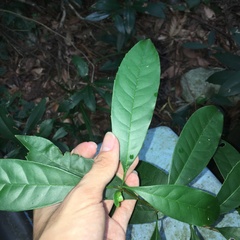 Osmanthus matsumuranus