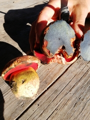 Rubroboletus satanas