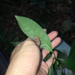 Osmanthus matsumuranus