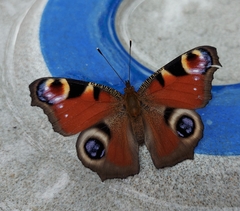 Aglais io