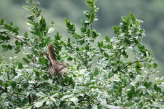 Pterorhinus lanceolatus