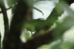 Brachypteryx sinensis