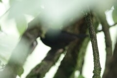 Brachypteryx sinensis