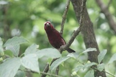 Carpodacus vinaceus