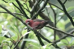 Carpodacus vinaceus