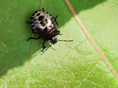 Rhacognathus punctatus