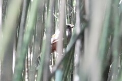 Trochalopteron elliotii