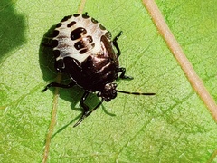 Rhacognathus punctatus