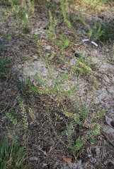 Lepidium densiflorum