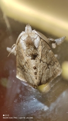 Orthocraspeda furva