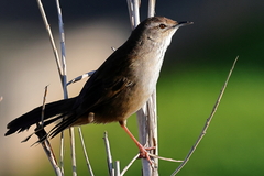 Bradypterus baboecala