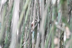 Trochalopteron elliotii