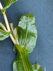Potamogeton perfoliatus
