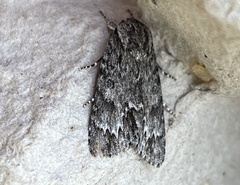 Acronicta longa