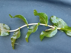 Potamogeton perfoliatus