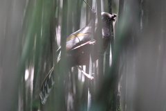 Trochalopteron elliotii