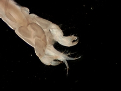 Akanthophoreus gracilis