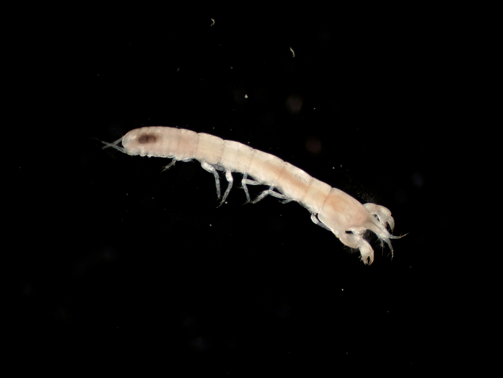 Akanthophoreidae
