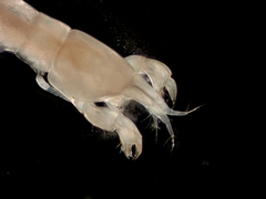 Akanthophoreus gracilis