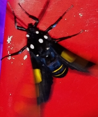 Procalypta subcyanea