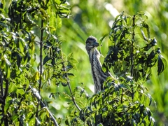 Nycticorax nycticorax
