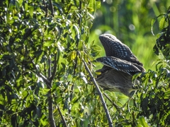 Nycticorax nycticorax