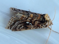 Autographa mappa