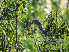 Nycticorax nycticorax
