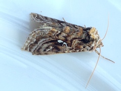 Autographa mappa