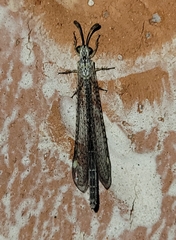 Clathroneuria coquilletti